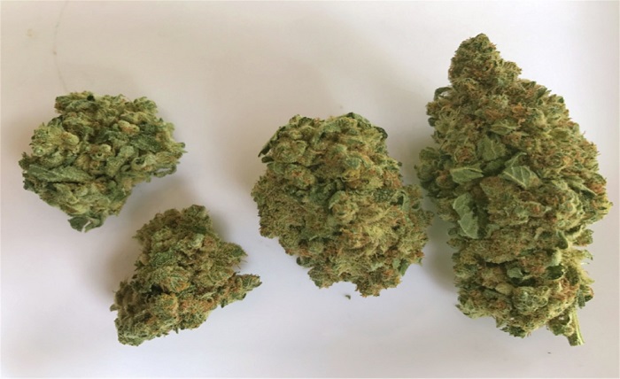 Why Should You Choose Cannasmed for Cannabis Strains?